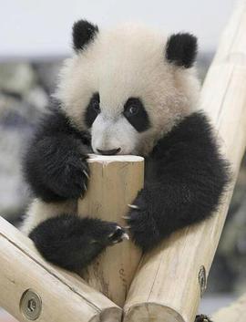 熊猫育幼百天记-“主角是母子”的白浜模式-